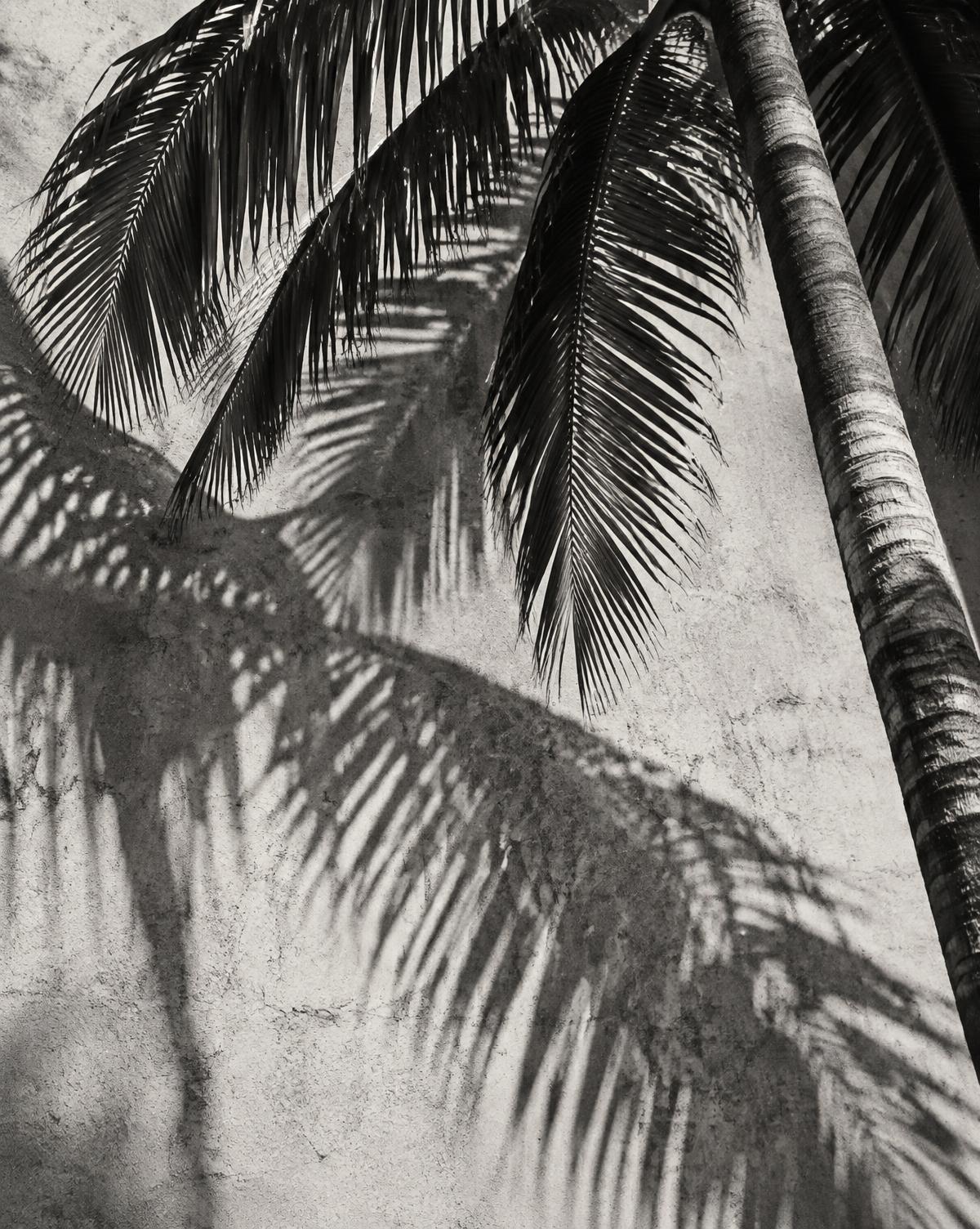 Black and white photograph of palm shadow on a concrete wall